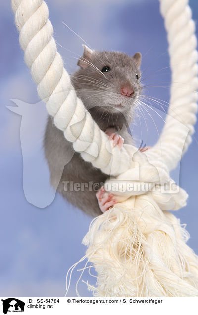 climbing rat / SS-54784