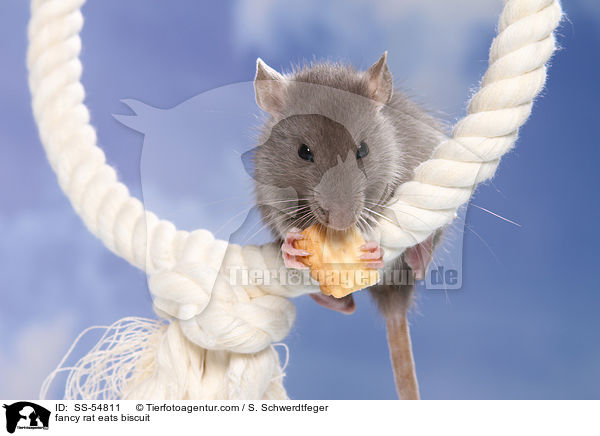 fancy rat eats biscuit / SS-54811
