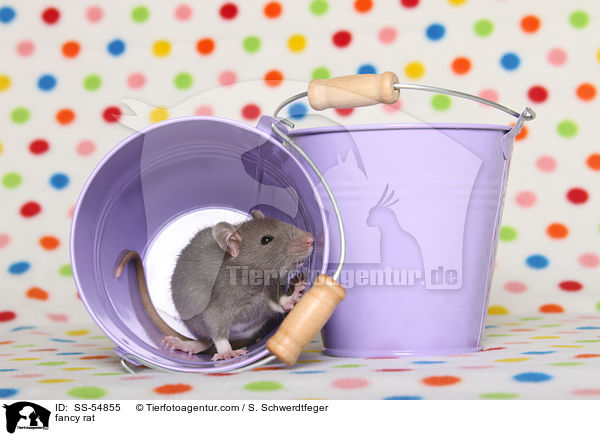 fancy rat / SS-54855