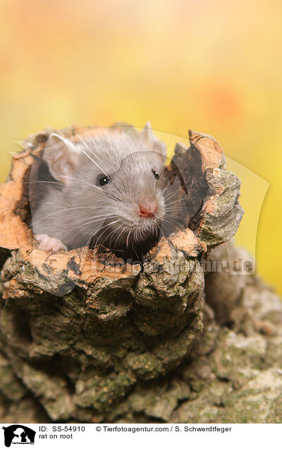 Ratte auf Wurzel / rat on root / SS-54910
