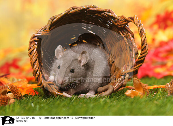 fancy rat / SS-54945
