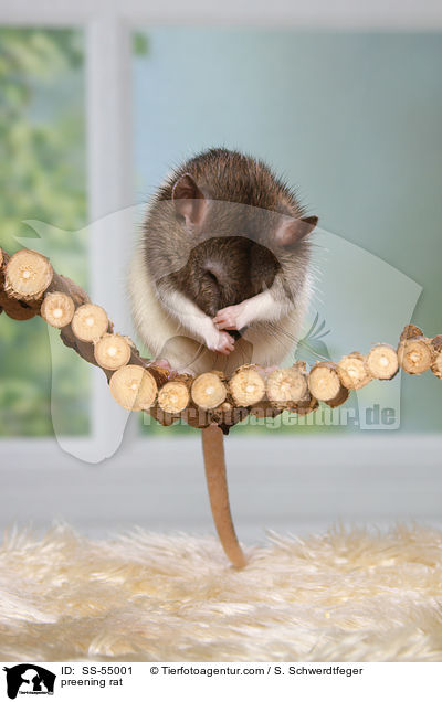 Ratte putzt sich / preening rat / SS-55001