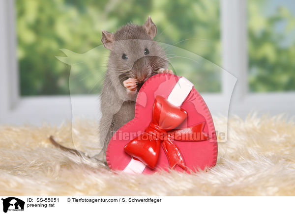 Ratte putzt sich / preening rat / SS-55051