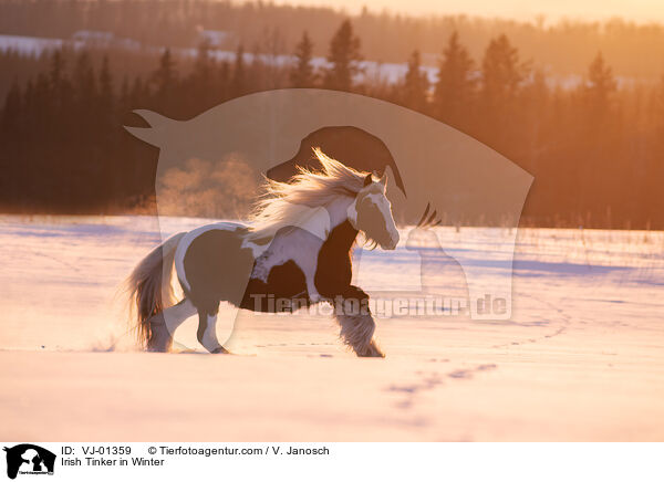 Irish Tinker in Winter / VJ-01359