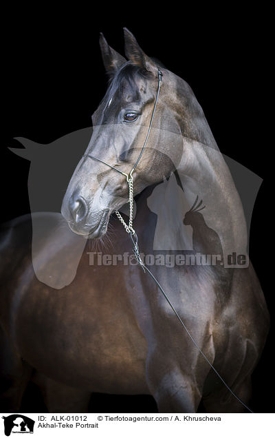 Achal Tekkiner Portrait / Akhal-Teke Portrait / ALK-01012
