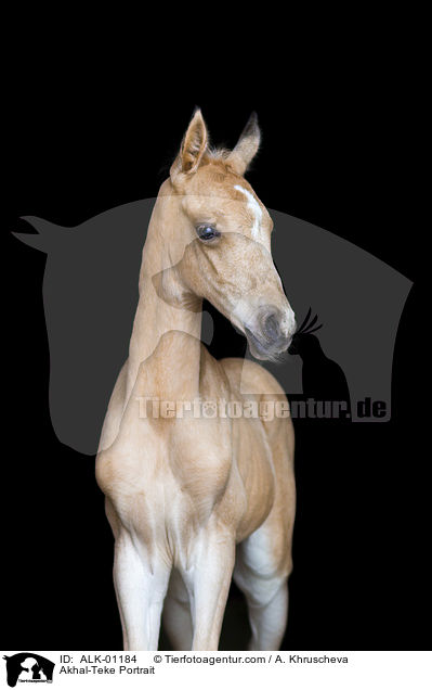 Akhal-Teke Portrait / ALK-01184