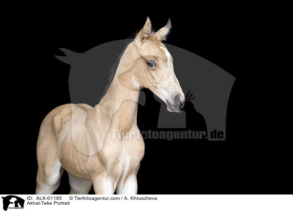 Akhal-Teke Portrait / ALK-01185