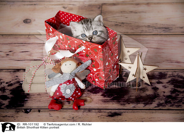 Britisch Kurzhaar Ktzchen Portrait / British Shorthair Kitten portrait / RR-101192