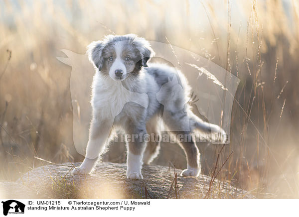 standing Miniature Australian Shepherd Puppy / UM-01215