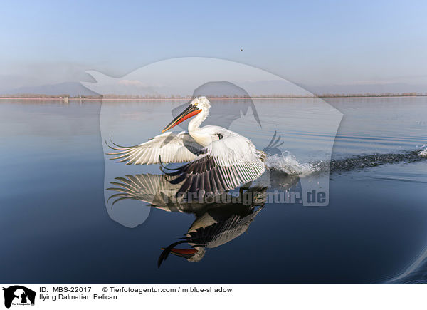 fliegender Krauskopfpelikan / flying Dalmatian Pelican / MBS-22017