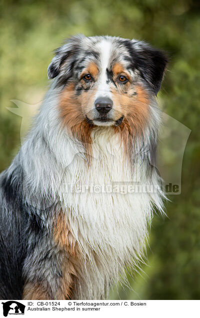 Australian Shepherd in summer / CB-01524