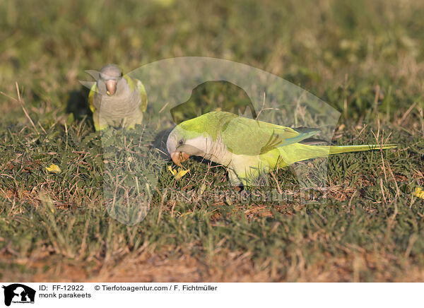Mnchssittiche / monk parakeets / FF-12922