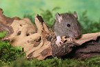rat