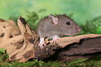 rat
