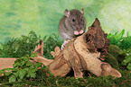 rat