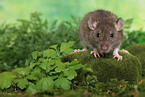 rat