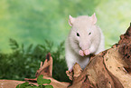 rat