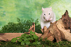 rat