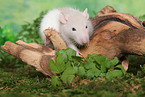 rat