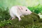 rat