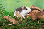 rat