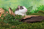 rat