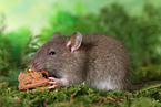 rat