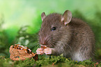 eating rat
