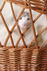fancy rat