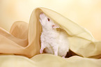 young rat