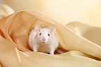 young rat