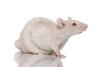 young rat