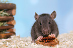 fancy rat