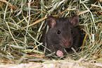 fancy rat