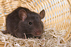 fancy rat