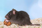 fancy rat