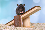 fancy rat