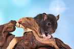 fancy rat