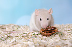 fancy rat