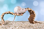 fancy rat