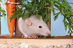 fancy rat