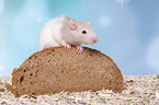 fancy rat