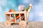 fancy rat