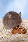 fancy rat