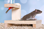 fancy rat