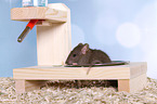 fancy rat