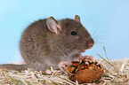 fancy rat