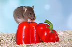 fancy rat