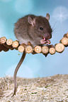 fancy rat
