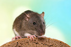 fancy rat